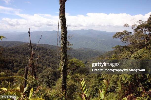 sumatran rainforest - lake toba sumatra stock pictures, royalty-free photos & images