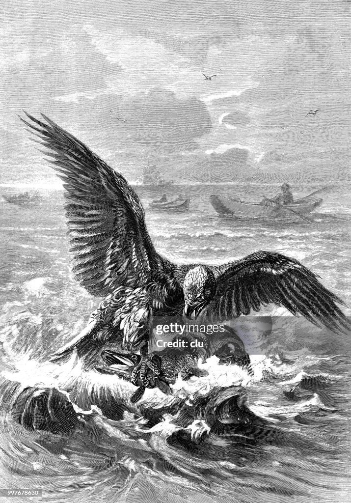 White-tailed eagle captures a pike