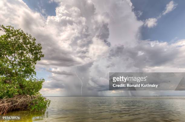 tampa bay thunder - kotinsky stock pictures, royalty-free photos & images