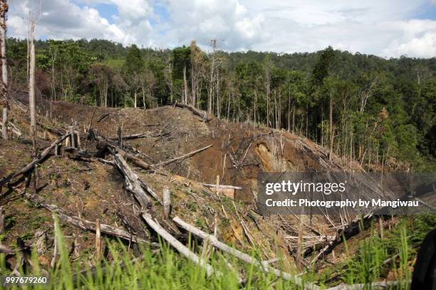 rainforest destruction - sumatran elephant - fotografias e filmes do acervo