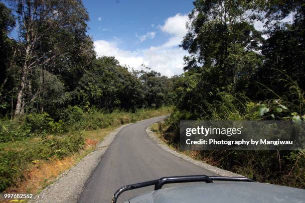 sumatran rainforest road - sumatran elephant 個照片及圖片檔