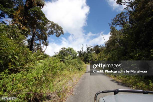 sumatran rainforest road - sumatran elephant 個照片及圖片檔