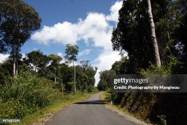 sumatran rainforest road - sumatran elephant 個照片及圖片檔