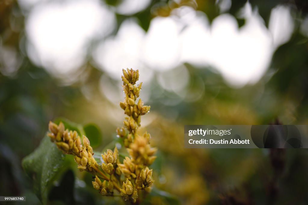 Seed Pods