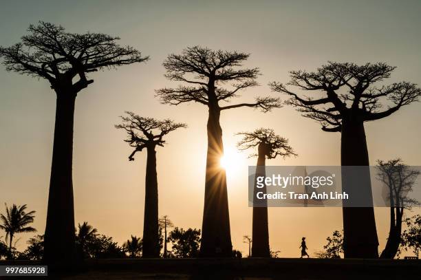 sunset at the avenue of baobabs - malgache photos et images de collection