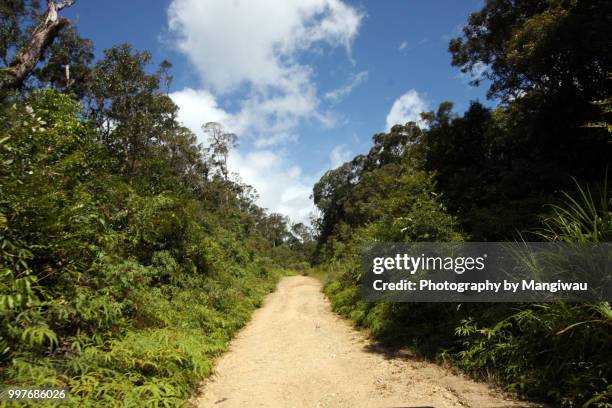 sumatran rainforest road - sumatran elephant 個照片及圖片檔