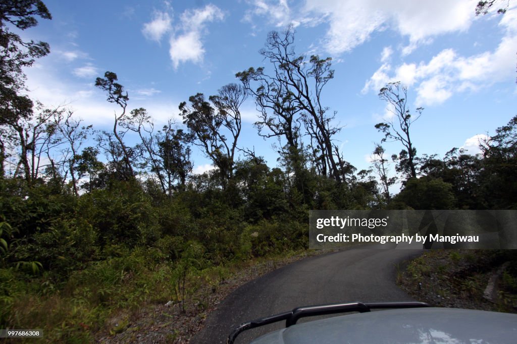 Sumatran Rainforest Road