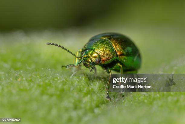 mint leaf beetle (chrysolina herbacea) - chrysolina stock pictures, royalty-free photos & images
