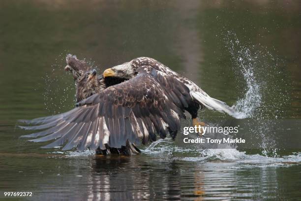 bald eagles aggression 06698 - markle stock-fotos und bilder