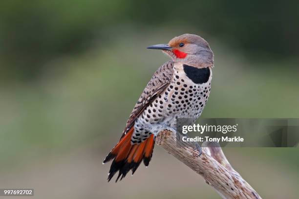 northern flicker woodpecker 18686 - markle stock-fotos und bilder