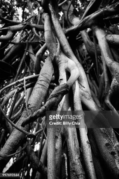 roots - chaos in the orderly - billy root bildbanksfoton och bilder