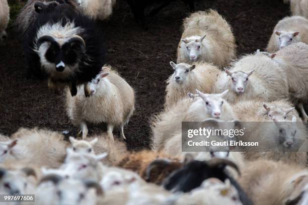 icelandic sheep on the move - icelandic sheep stock pictures, royalty-free photos & images