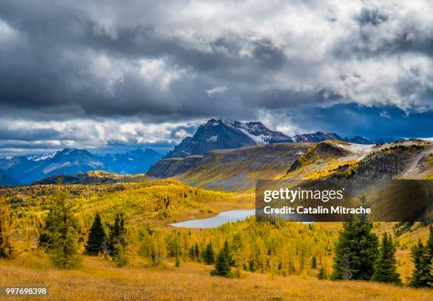 sunshine medows - medows stock pictures, royalty-free photos & images