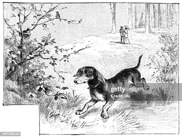 ilustraciones, imágenes clip art, dibujos animados e iconos de stock de perro tejonero de salta en el bosque - nest tree drawing