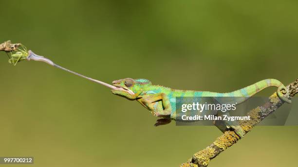 panther chameleon - lizard tongue stock pictures, royalty-free photos & images