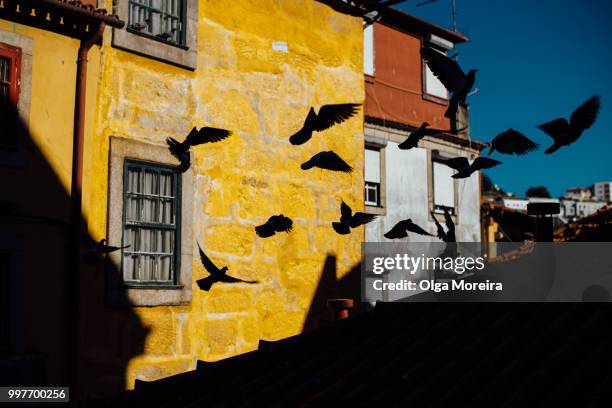 shadows? - moreira stock pictures, royalty-free photos & images