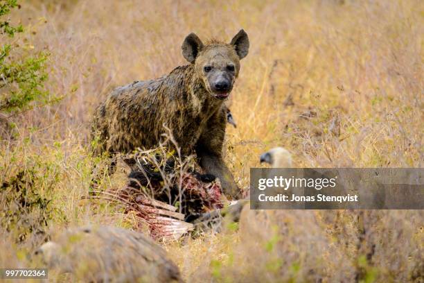 filth - bush dog stock pictures, royalty-free photos & images