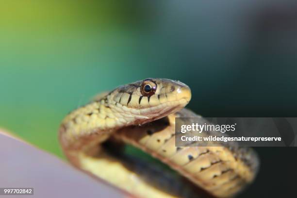 garter snake - garter snake stock-fotos und bilder