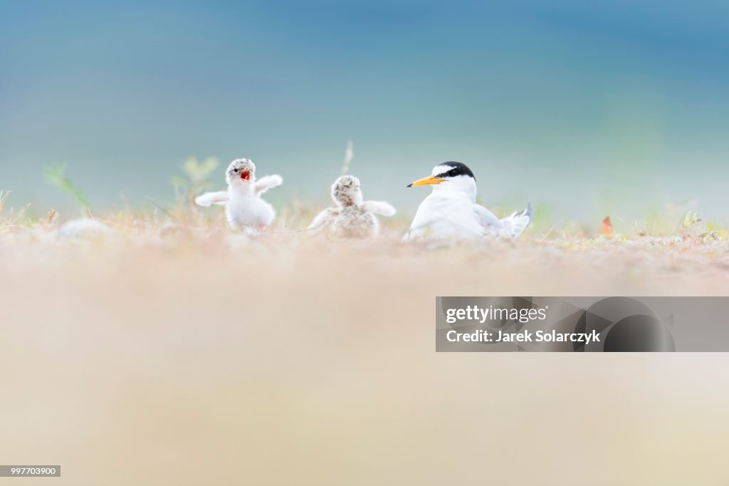 White-fronted tern feeding
