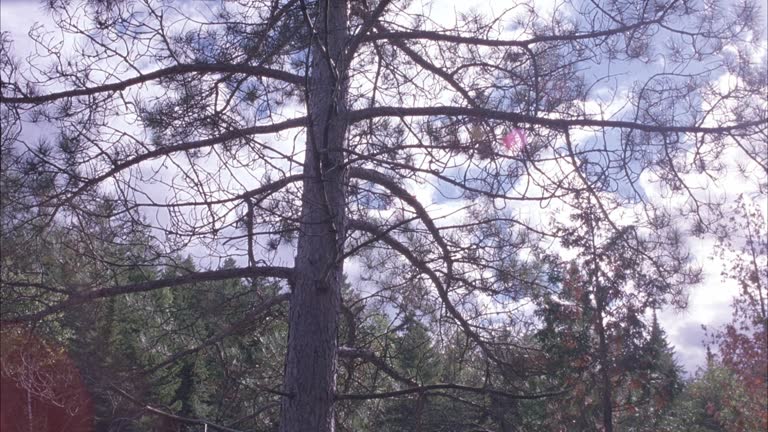 Tree Eye Level 10,178 Eye Level Stock Videos, Footage, & 4K Video Clips - Getty Images