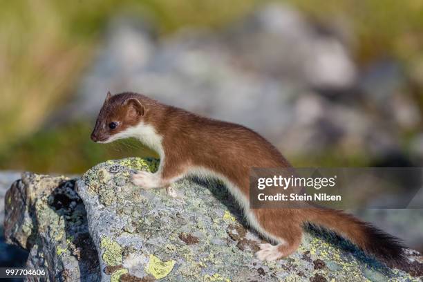 weasel on rock - weasel stock pictures, royalty-free photos & images