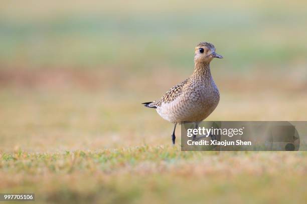 golden plover - charadriiformes stock pictures, royalty-free photos & images