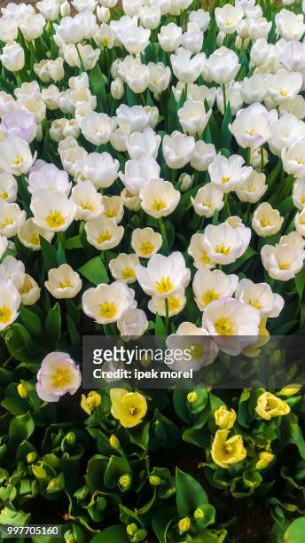 white tulips in a garden - ipek morel stock pictures, royalty-free photos & images