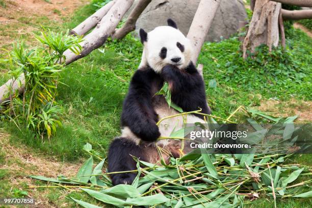 giant panda bear in the zoo - queen sofia attends official act for the conservation of giant panda bears stockfoto's en -beelden