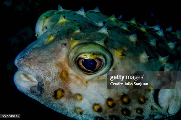 reflection - balloonfish stock pictures, royalty-free photos & images