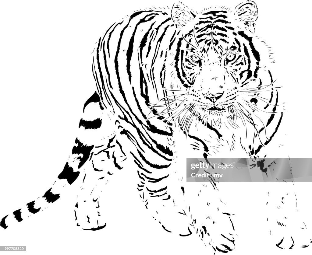 Tiger portrait in black lines