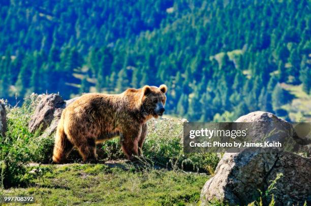 a grizzly bear walks along a ridgeline in montana. - grizz stock pictures, royalty-free photos & images