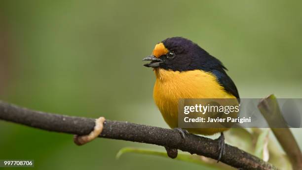 ubatuba,brazil - ubatuba stock pictures, royalty-free photos & images