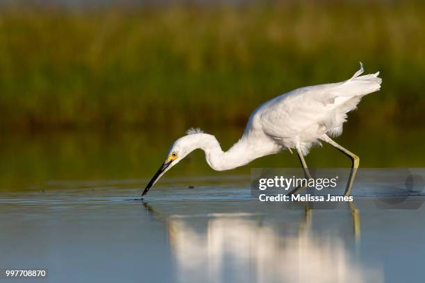 snowy egret - snowy egret stock pictures, royalty-free photos & images