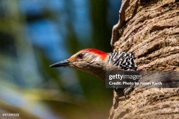 a red bellied woodpecker peers out from its nesting burrow in a palm tree. - boynton beach stock pictures, royalty-free photos & images
