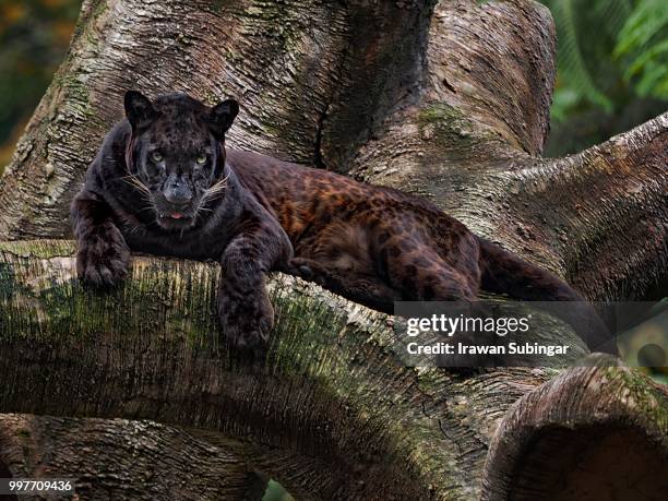 black leopard - black panther stock-fotos und bilder