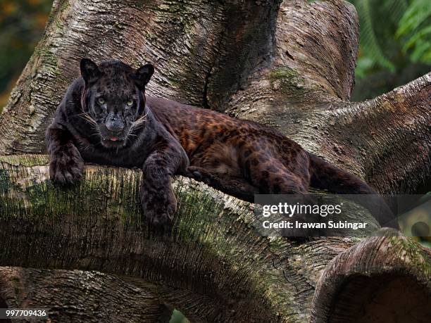 black leopard - black leopard fotografías e imágenes de stock