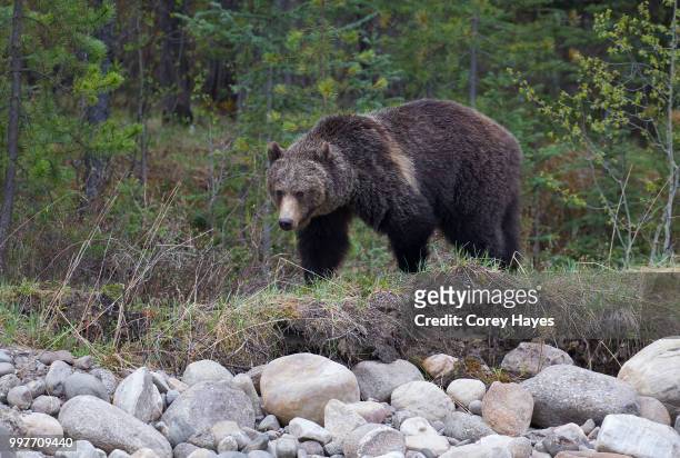 brown bear - omnivorous stock pictures, royalty-free photos & images