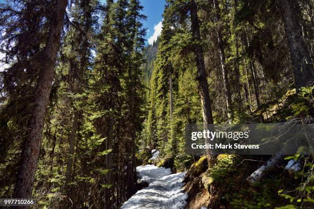 a hike in the forested woods of banff national park to the lake agnes tea house - agnes stock pictures, royalty-free photos & images