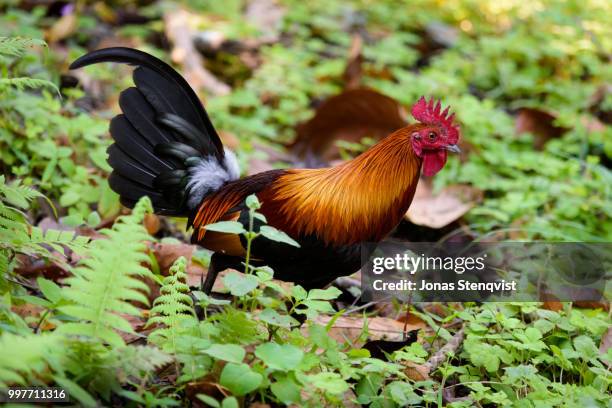 ancestral rooster - gallus gallus stock pictures, royalty-free photos & images