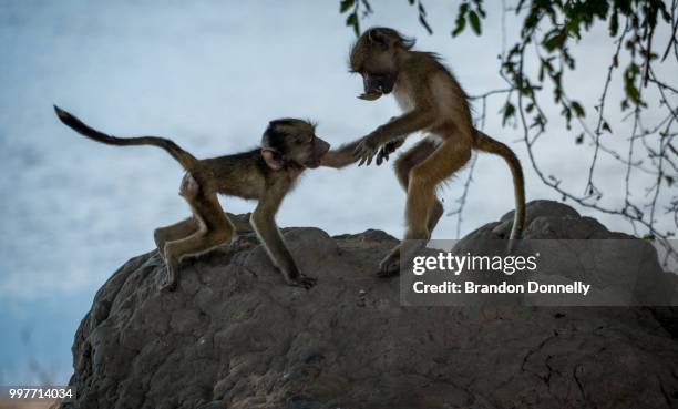sibling rivalry - chacma baboon 個照片及圖片檔