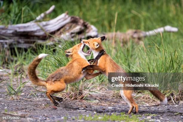 Fox Fight 537 Red Fox Fight Stock Photos, High-Res Pictures, and Images - Getty ...