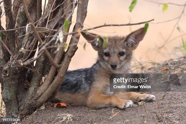 jackal cub - gray fox stockfoto's en -beelden