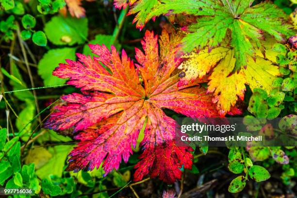 húsavík,iceland - coleus stock pictures, royalty-free photos & images