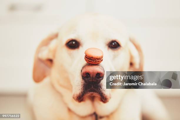 dog with tasty macaroon - macaroon fotografías e imágenes de stock