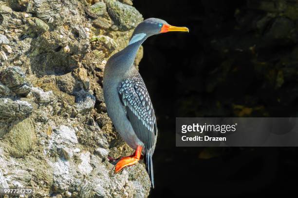 red-legged cormorant - drazen stock-fotos und bilder