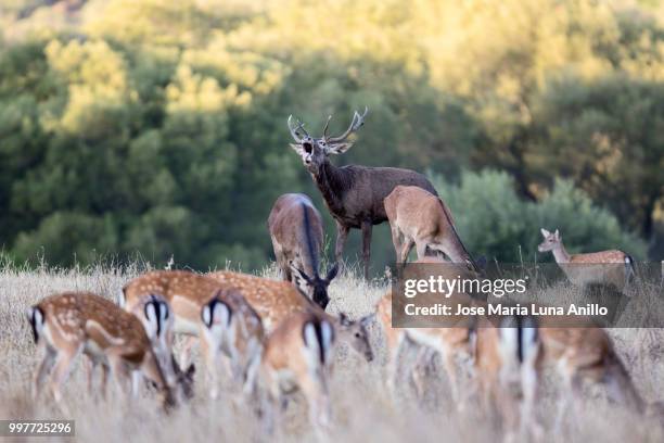 the king of the hill - anillo stock pictures, royalty-free photos & images