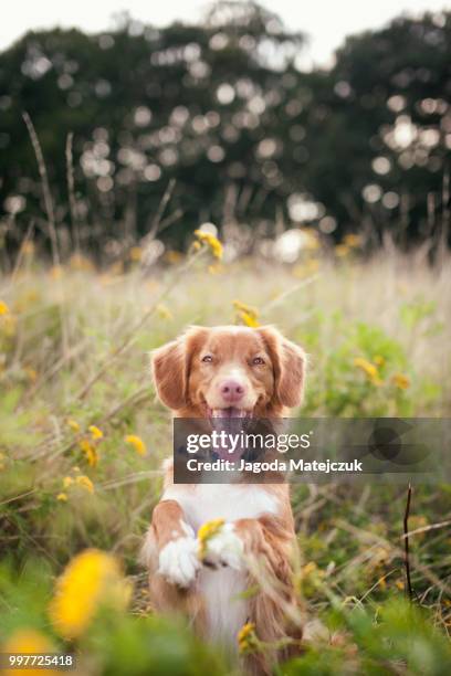 pretty please - dhole stock pictures, royalty-free photos & images