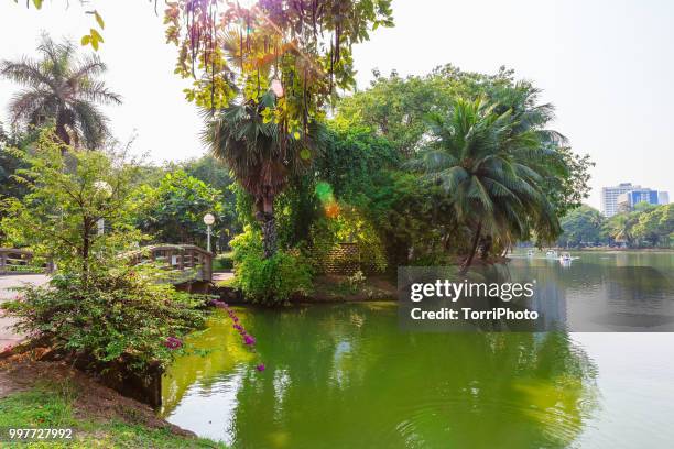 green landscape with pond of lumpini park in bangkok - green park stock pictures, royalty-free photos & images