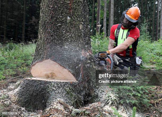 Forester fells a tree in the Koenigsforst forest in Bergisch Gladbach, Germany, 1 August 2017. The North Rhine-Westphalian state agency Wald und Holz...