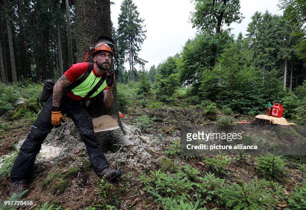 Forester checks which way a tree will fall after being felled in the Koenigsforst forest in Bergisch Gladbach, Germany, 1 August 2017. The North...